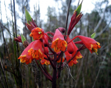 Blandfordia punicea